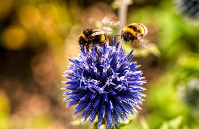 Diferente da capacidade do ser humano, esses tipos de inseto possuem uma visão que inclui a capacidade de detectar a luz ultravioleta (UV). (Foto: Pexels)