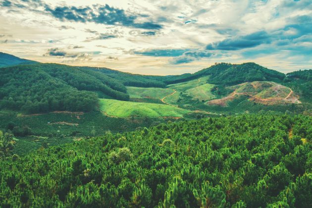 O estudo, inclusive, foi feito pelos cientistas, que analisaram dados de vários bancos sobre plantas, como o World Checklist of Vascular Plants (WCVP), que possui um catálogo das 350 mil espécies já conhecidas. (Foto: Pexels)