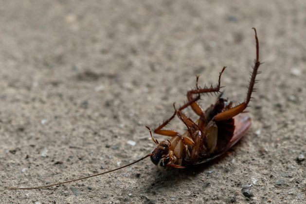 O chinês sentiu um bicho rastejando perto de suas narinas enquanto dormia. (Foto: Pexels)