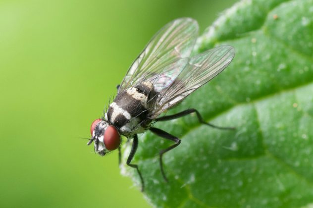 Antes de vomitar, a mosca usa as antenas para provar a comida. Por incrível que pareça, os seus sensores de sabor ficam nas patas. (Foto: Pexels)