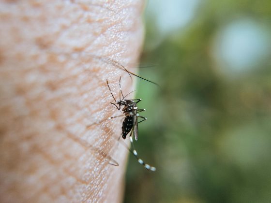 Depois de uma borrifada de CO², os insetos continuaram a ignorar o ponto, caso fosse verde, azul ou roxo; porém, se fosse vermelho, laranja, preto ou ciano, os mosquitos voavam em direção a ele. Os humanos não podem sentir o cheiro de gás carbônico, porém, a fêmea do Aedes consegue sentir. (Foto: Pexels)