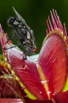 As moscas podem transmitir bactérias, incluindo cepas resistentes a antibióticos. (Foto: Pexels)