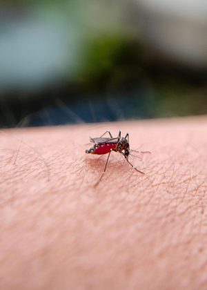 Quando o estudo repetiu os experimentos da câmara com cartões de pigmentação de tons de pele de humanos – ou a mão de um pesquisador – as fêmeas de Aedes aegypti voaram novamente em direção ao estímulo visual somente depois que o CO² foi pulverizado. (Foto: Pexels)