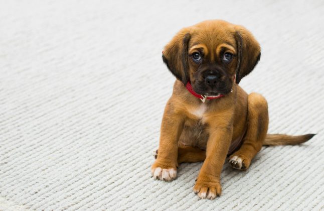 Por isso, os pesquisadores acreditam que existem diferenças importantes no funcionamento do cérebro de humanos e pets. (Foto: Pexels)