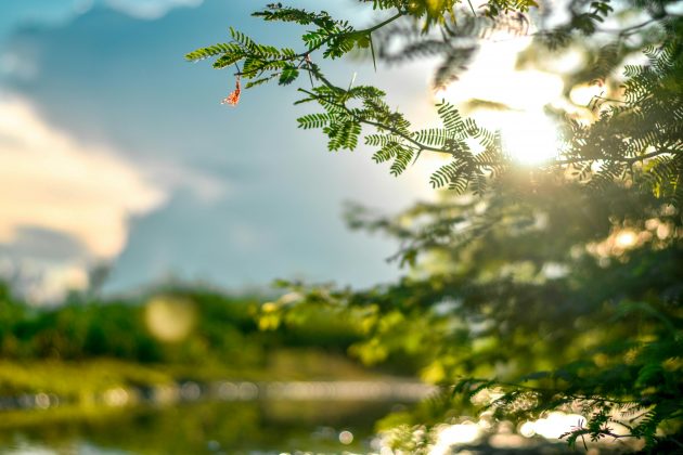 Além dos impactos financeiros, a extinção das árvores teriam várias outras, visto que metade de todos os animais e plantas da Terra são dependentes de locais arborizados. (Foto: Pexels)