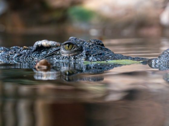 Além de ajudar na digestão, as pedras funcionam como um lastro natural, permitindo que os crocodilos fiquem mais tempo na água (Foto: Pixabay)