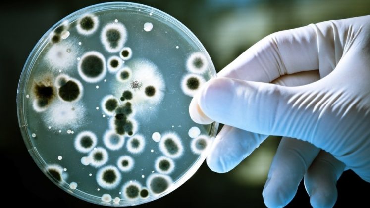 Cientistas descobrem antibióticos para o fim de superbactérias usando IA. (Foto: Shutterstock)