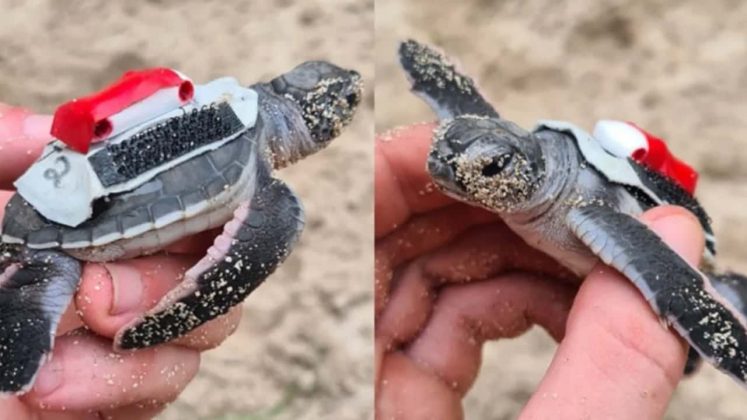 Por que tartarugas recém-nascidas utilizam mochilas? (Foto: Divulgação)