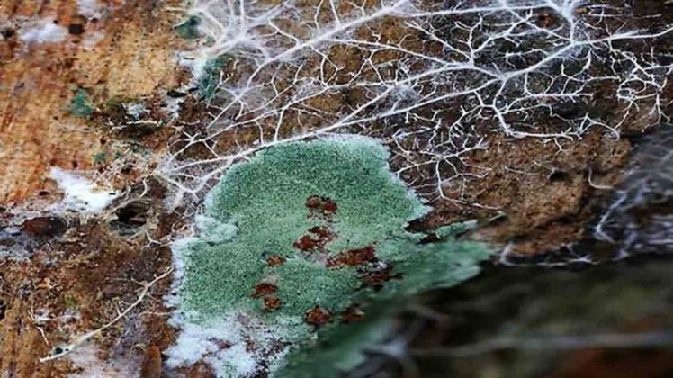 Os fungos da espécie Trichoderma harzianum cresceram com rapidez. (Foto: Divulgação)