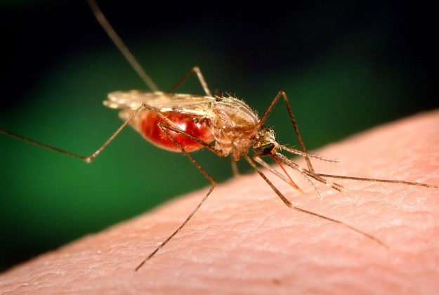 Cientistas na Holanda desenvolveram uma vacina contra a malária aplicada por picadas de mosquitos geneticamente modificados (Foto: Photo Credit: James GathanyContent Providers(s): CDC, Public domain, via Wikimedia Commons)