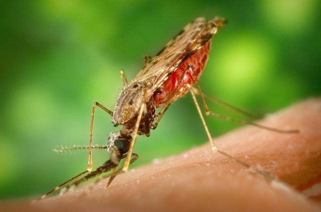 Os cientistas reuniram 23 voluntários que foram expostos a picadas de 50 mosquitos infectados (Foto: James GathanyContent Providers(s): CDC, Public domain, via Wikimedia Commons)