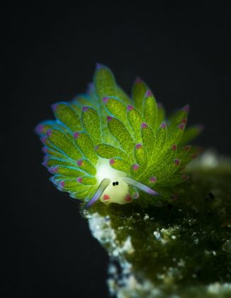 A capacidade de realizar fotossíntese permite à ovelha-de-folha se camuflar e se defender com substâncias químicas, tornando-se quase como um minipokémon do oceano (Foto: Christian Gloor from Wakatobi Dive Resort, Indonesia, CC BY 2.0, via Wikimedia Commons)