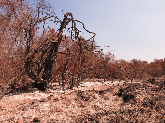 Os incêndios recorrentes no Pantanal estão ameaçando a sobrevivência da espécie (Foto: Marcella Montenegro, CC BY-SA 4.0, via Wikimedia Commons)