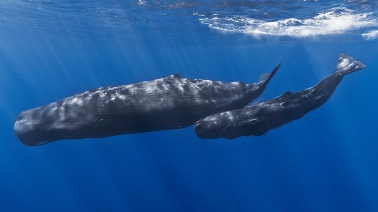 A baleia-cachalote é o animal mais barulhento do mundo, com sons que ultrapassam o nível de um motor de avião (Foto: Gabriel Barathieu/Wikimedia Commons)