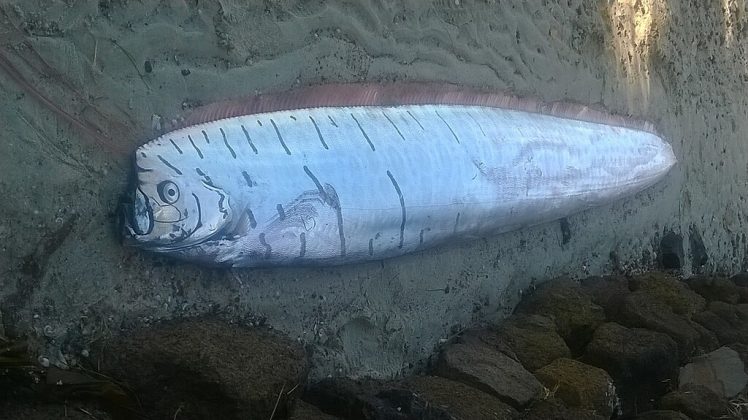 Apesar das lendas, estudos científicos de 2019 não encontraram correlação entre avistamentos do peixe-remo e terremotos no Japão (Foto: John Barkla, CC BY 4.0, via Wikimedia Commons)