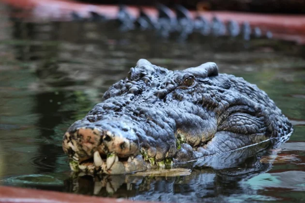 O maior crocodilo em cativeiro do mundo morreu sem ter ter sua idade descoberta. (Foto: AAP Image)