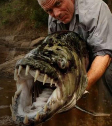 Jeremy Wade capturou o peixe-tigre após oito dias utilizando um bagre como isca (Imagem: reprodução instagram)