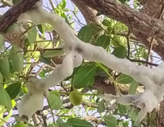 Em Juazeiro do Norte, galhos de árvores apareceram cobertos por espuma branca. (Imagem: reprodução Instagram)