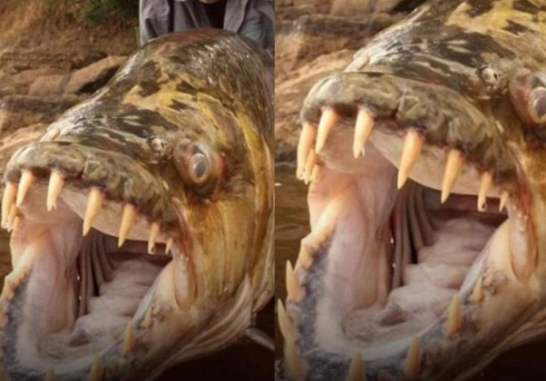 O peixe-tigre do Congo é frequentemente chamado de "piranha gigante" (Imagem: reprodução instagram)