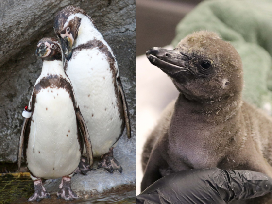 Em 2022, Elmer e Lima, um casal de pinguins do mesmo sexo, fizeram história no zoológico Rosamond Gifford, em Nova York (Foto: Rosamond Gifford Zoo)