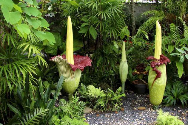 Com o estudo publicado no PNAS Nexus, os pesquisadores pretendem avançar na investigação sobre como as flores-cadáver coordenam a floração (Foto: Instagram)