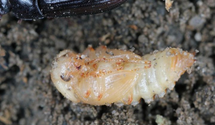 Estudo revela que larva de besouro nativa da África pode contribuir para estratégias de combate ao acúmulo de plástico no meio ambiente (Foto: Instagram)