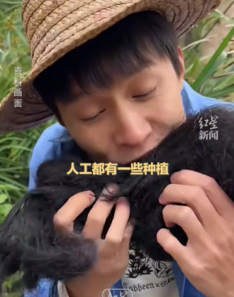 Tradicionalmente, o Fat Choy entra em caldos e sopas, mas recentemente, vendedores de comida de rua de Chengdu inventaram uma nova maneira de prepará-lo (Foto: Reprodução/TikTok)