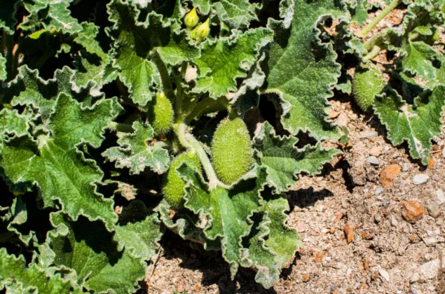 Conforme o fruto amadurece, um fluido interno é comprimido, aumentando a pressão dentro do pepino (Foto: Unsplash)