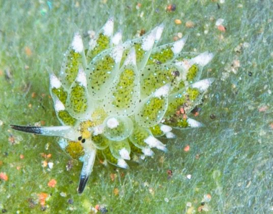 A ovelha-de-folha é uma lesma-do-mar minúscula com características fascinantes, como olhos pretos e rinóforos que lembram orelhas de ovelha (Foto: prilfish, CC BY 2.0, via Wikimedia Commons)