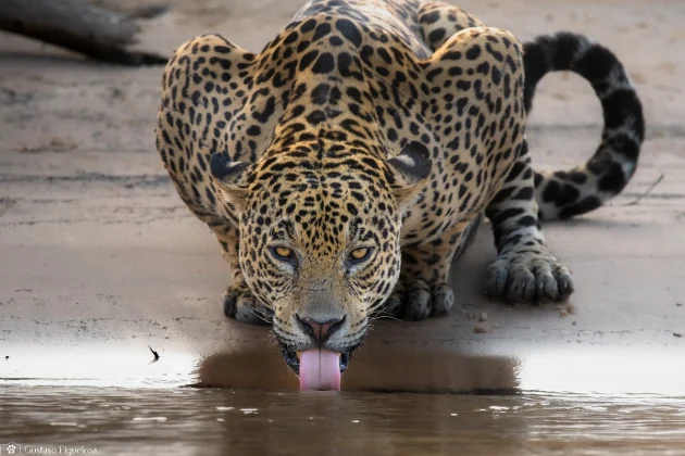 O felino que possui a mordida mais forte do mundo é a onça-pintada. O animal consegue perfurar o couro de jacarés e cascos das tartarugas. (Foto: Gustavo Figueiroa)