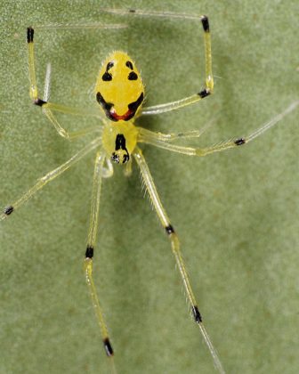 Em um mundo onde a biodiversidade se encontra ameaçada. (imagem: reprodução instagram)