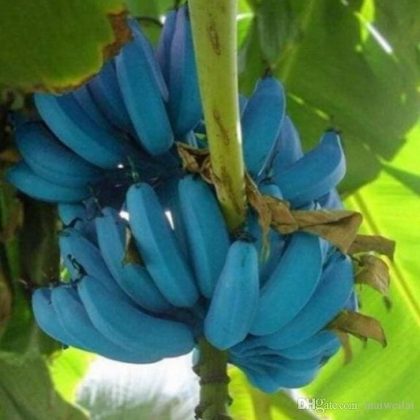 A banana azul é conhecida como Blue Java nas Ilhas Fiji e banana-sorvete no Havaí (Imagem: reprodução Instagram)