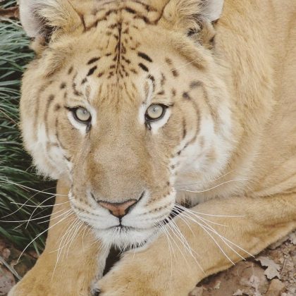 O tigão combina o corpo compacto de um tigre com as cores de um leão. (Imagem: Instagram)