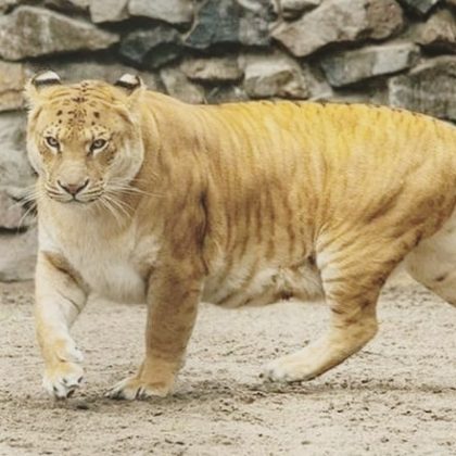 A aparência do tigão mistura traços de leão e tigre de maneira única. (Imagem: Instagram)