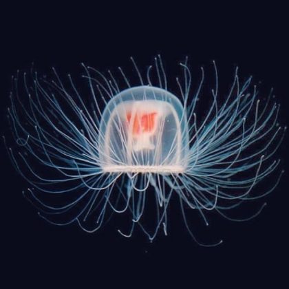 A Turritopsis dohrnii é conhecida como "medusa imortal". (Imagem: reprodução instagram)