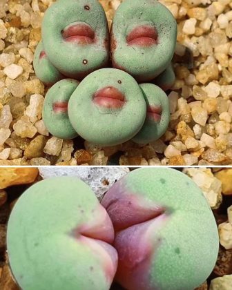 A Conophytum pageae é uma suculenta rara com folhas que lembram lábios humanos. (Imagem: instagram)