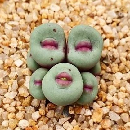 A Conophytum pageae é resistente à seca e fácil de cultivar em jardins de pedras. (Imagem: instagram)