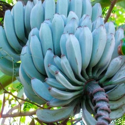 A banana azul é um híbrido das espécies Musa balbisiana e Musa acuminata (Imagem: reprodução Instagram)