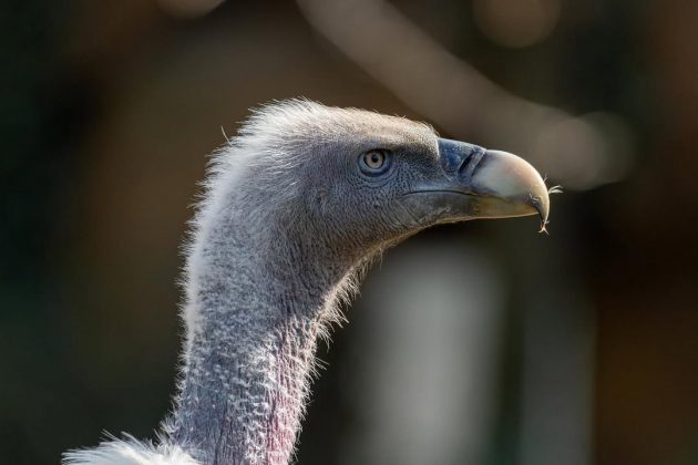 A espécie é considerada "quase ameaçada" pela IUCN (Imagem: reprodução instagram)