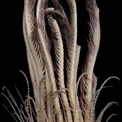 Os crinoides vivem livremente na água (Imagem: reprodução instagram)