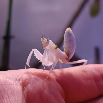 A louva-a-deus orquídea imita flores para capturar suas presas. (Imagem: instagram)