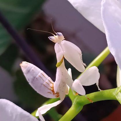 A louva-a-deus orquídea permanece imóvel até o momento certo. (Imagem: instagram)