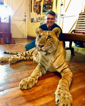 Diferente do ligre, o tigão tem um tamanho menor por herdar genes inibidores de crescimento. (Imagem: Instagram)