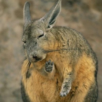 O viscacha passa longas horas dormindo, aproveitando o descanso. (Imagem: reprodução instagram)