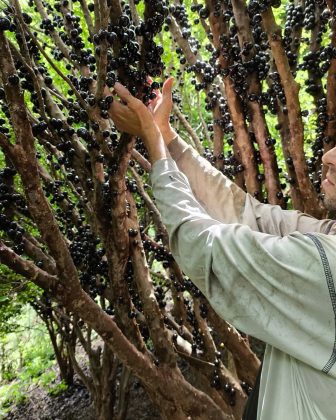 A farinha de casca de jabuticaba controla os níveis de açúcar no sangue. (Imagem: reprodução instagram)