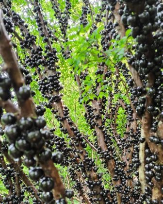 A casca da jabuticaba é rica em fibras e compostos bioativos. (Imagem: reprodução instagram)