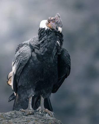 Fêmeas de condor se reproduzem sem a presença de um macho pela primeira vez. (Imagem: instagram)