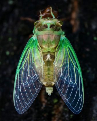 Ben Salb é um fotógrafo especializado em fotografia macro (Foto: Instagram/@bens_small_world)