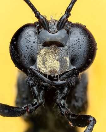 Ele já fotografou insetos como libélulas e vespas-de-cintura-de-fio-marcada-dourada (Foto: Instagram/@bens_small_world)