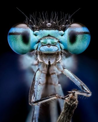 Fotógrafo registra como os insetos são de perto e detalhes impressionam (Foto: Instagram/@bens_small_world)